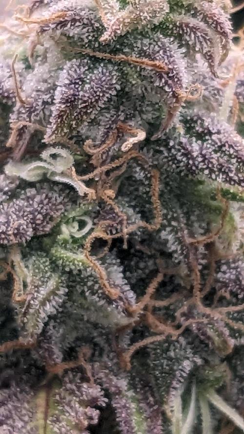 Amherst Diesel Auto. Week 13 - 91