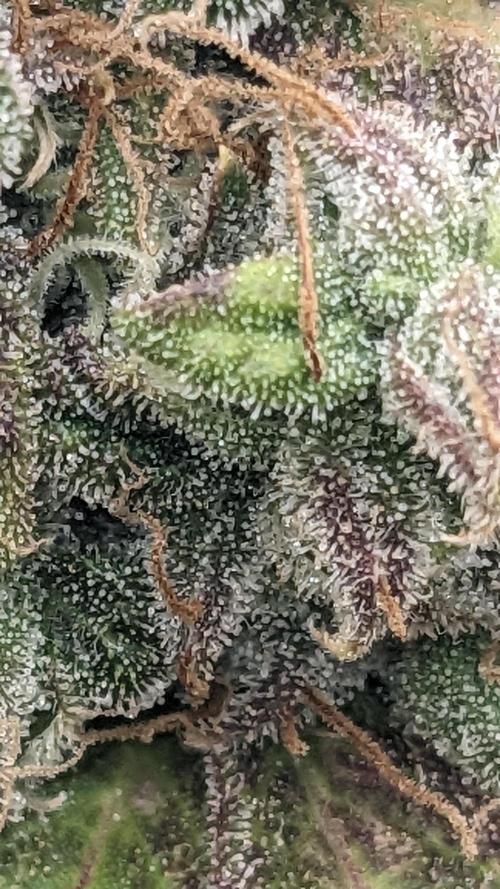 Amherst Diesel Auto. Week 13 - 91