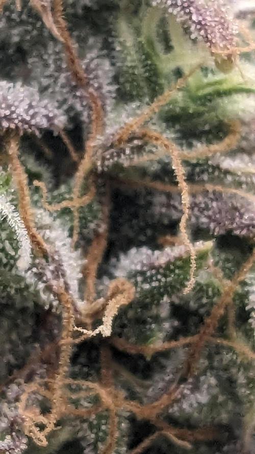 Amherst Diesel Auto. Week 13 - 91