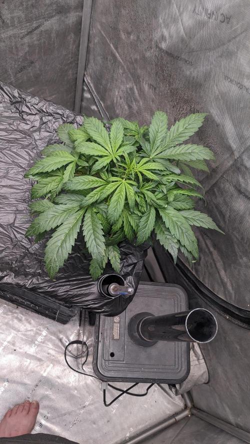 Blueberry Ghost Og Auto. Week 6 - Day 40