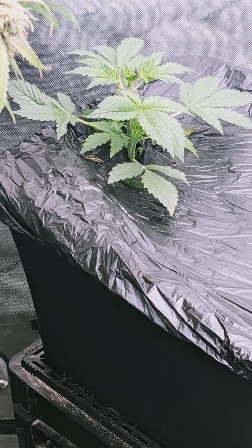 Grape Soda Auto. Week 4 - Day 22