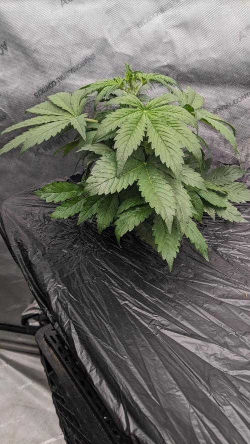 Grape Soda Auto. Week 4 - Day 27
