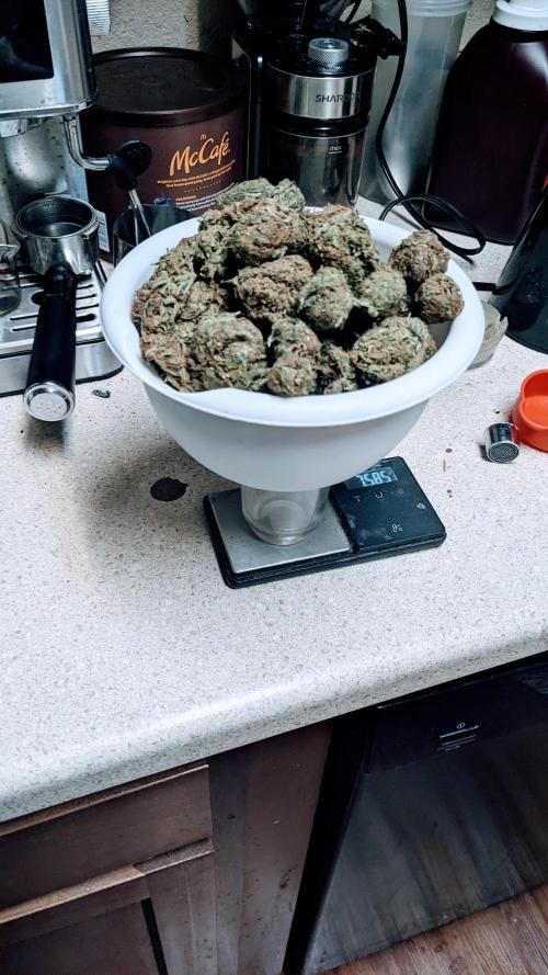 Gorilla Zittlez Auto. Week 14