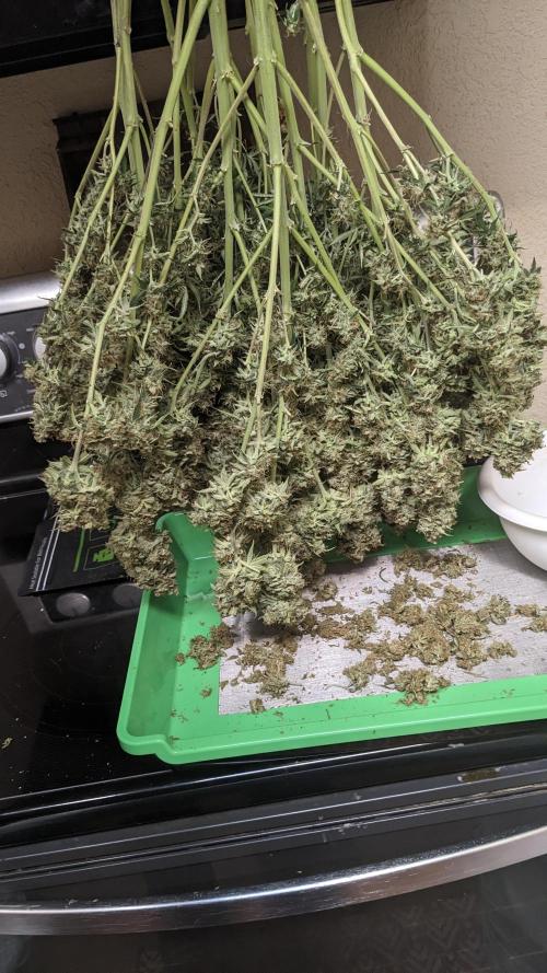 Amherst Diesel Auto. Week 14