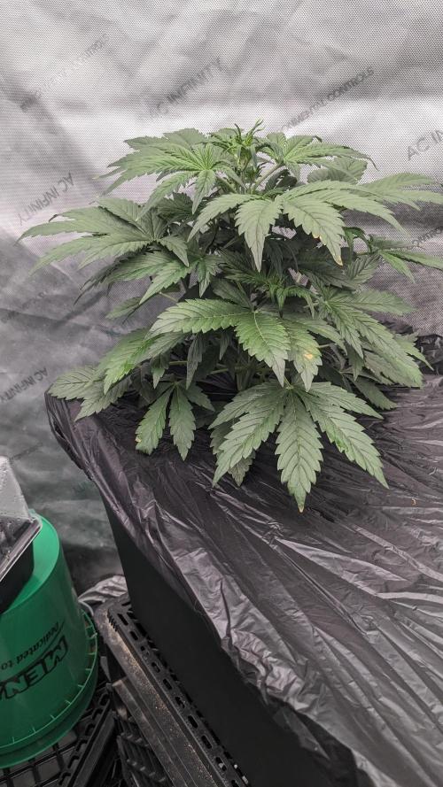 Grape Soda Auto. Week 5 - 30