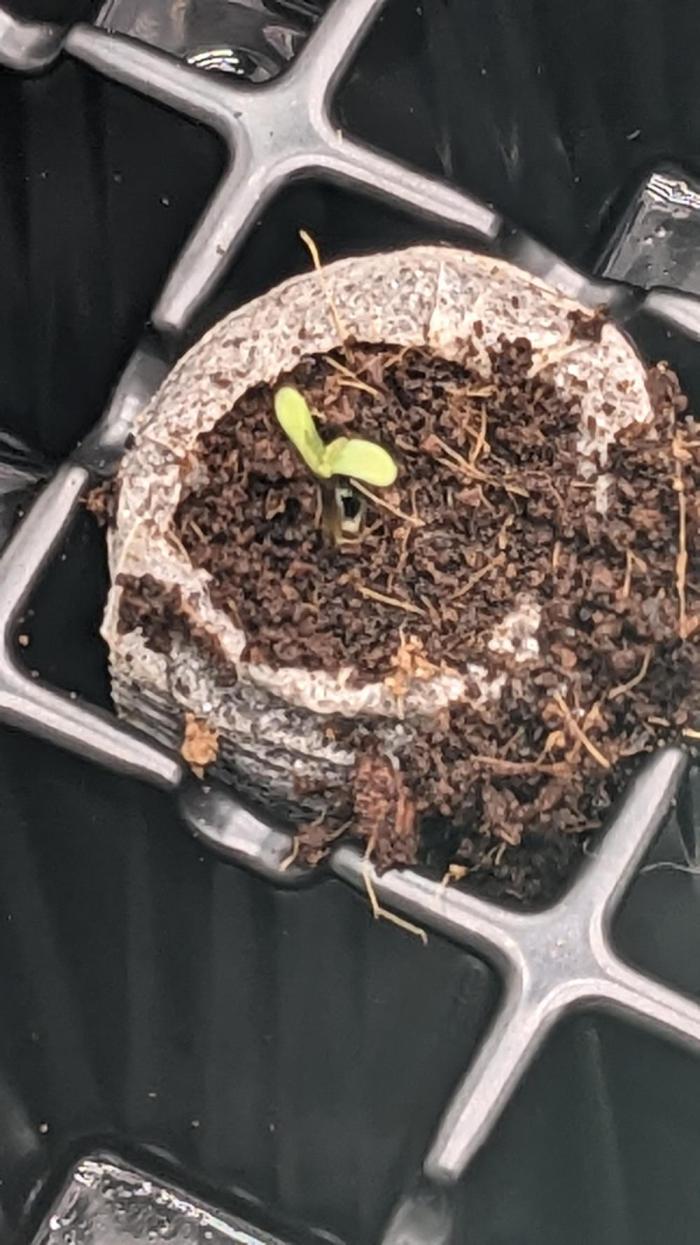 Strawberry Banana Auto. Week 0 - 1