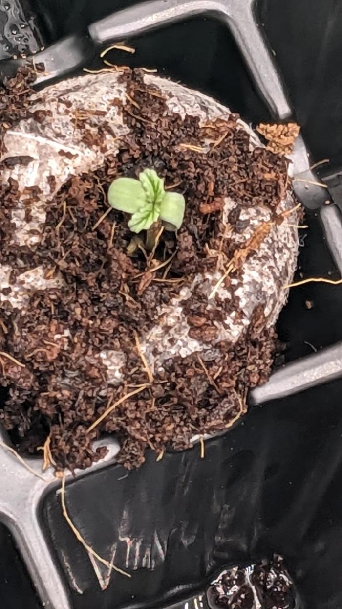 Frostbanger Auto. Week 0