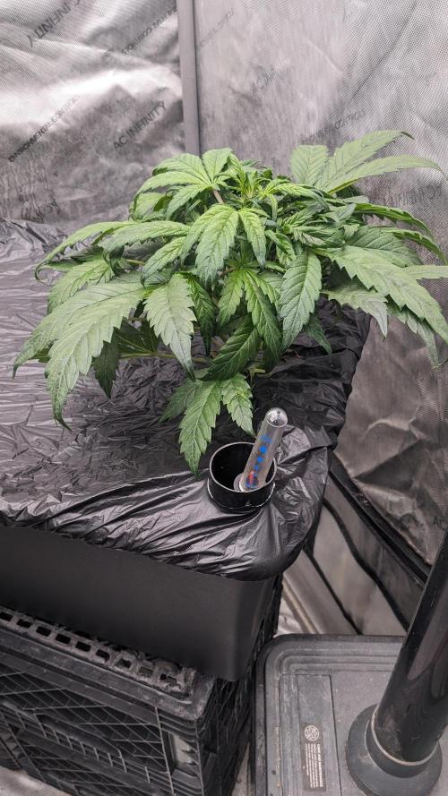 Blueberry Ghost Og Auto. Week 7 - 43