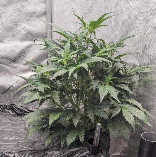 Blueberry Ghost Og Auto. Week 7 - 47