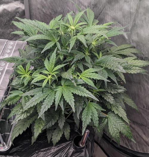 Blueberry Ghost Og Auto. Week 7 - 47