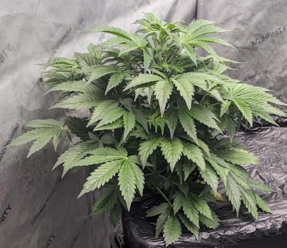 Grape Soda Auto. Week 5 - 34