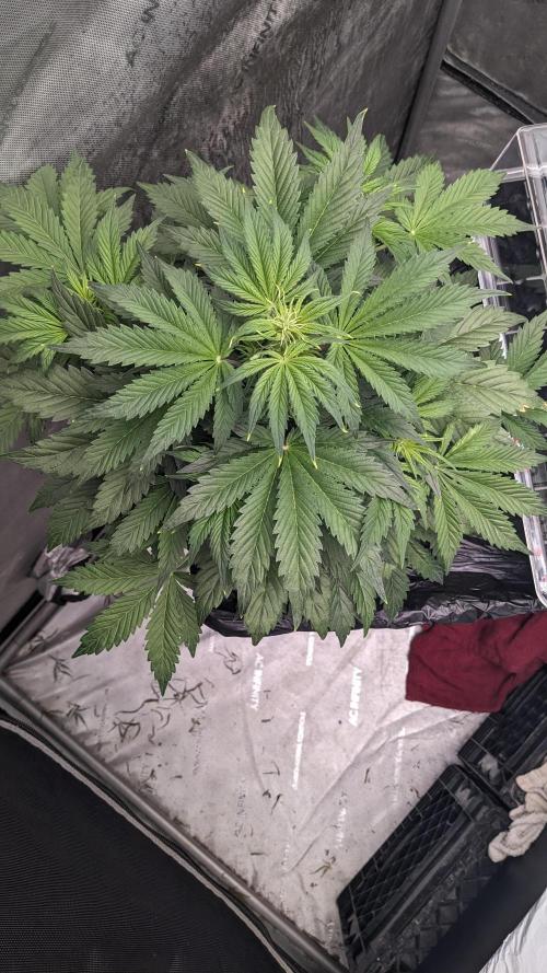 Grape Soda Auto. Week 5 - 34