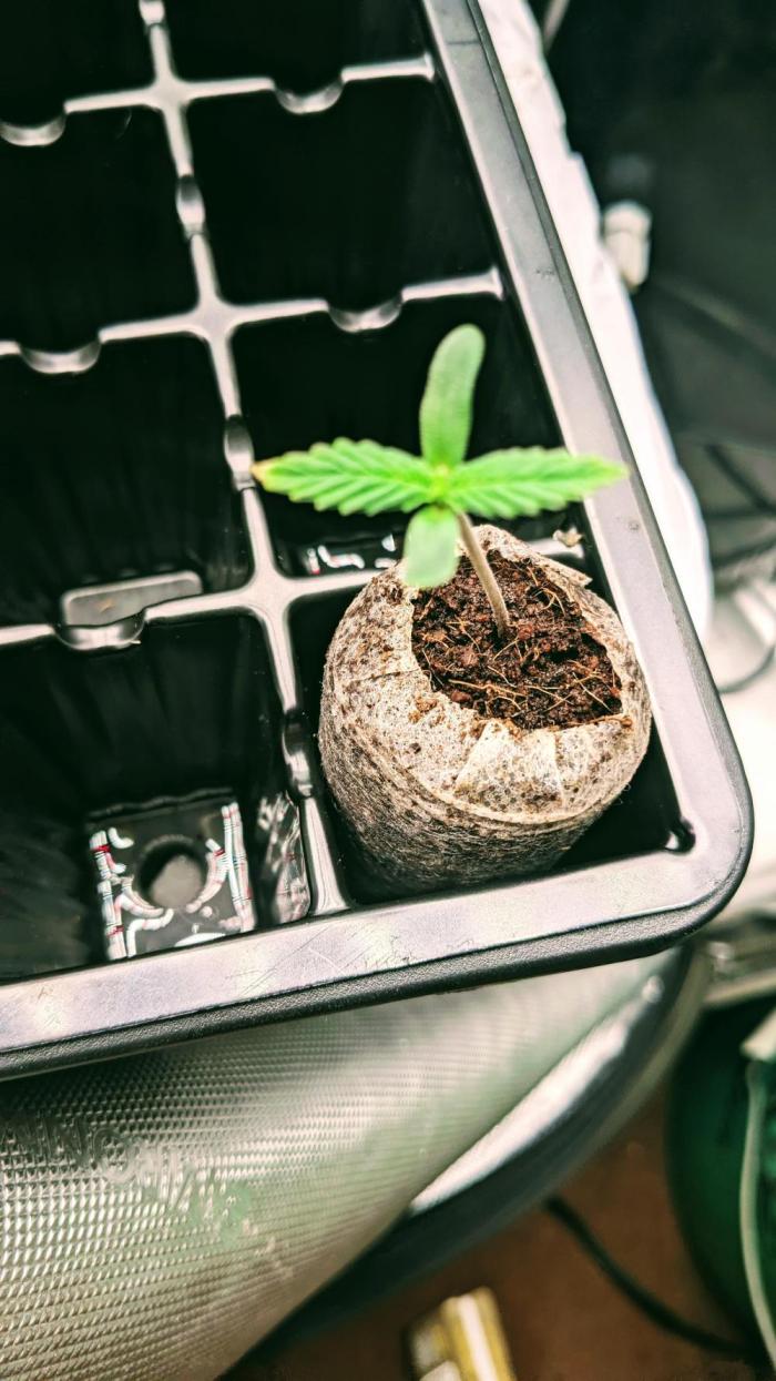 Strawberry Banana Auto. Week 1 - 4