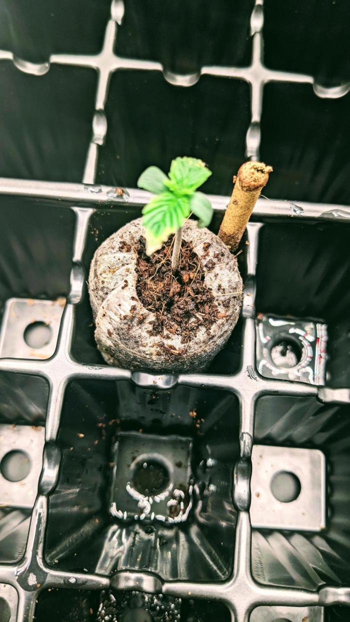 Frostbanger Auto. Week 1