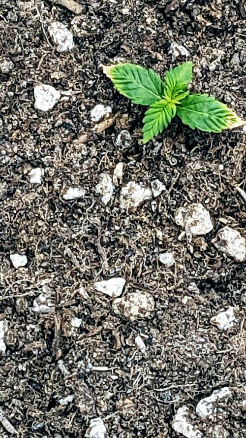 Frostbanger Auto. Week 2 - 8