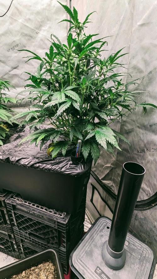 Blueberry Ghost Og Auto. Week 8 - 51