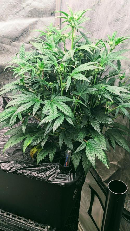 Blueberry Ghost Og Auto. Week 8 - 51