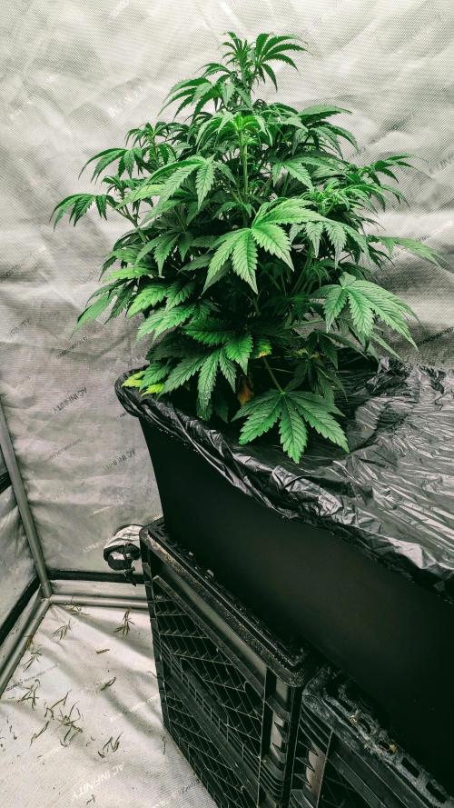 Grape Soda Auto. Week 6 - 34