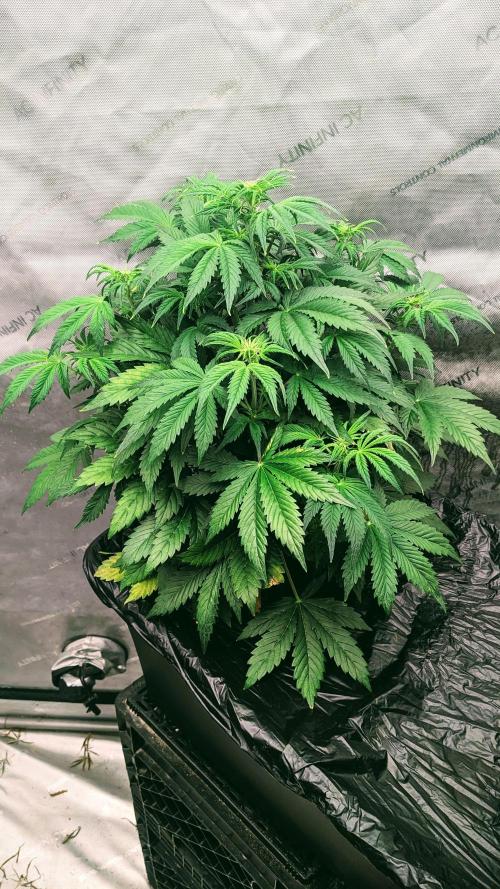 Grape Soda Auto. Week 6 - 34