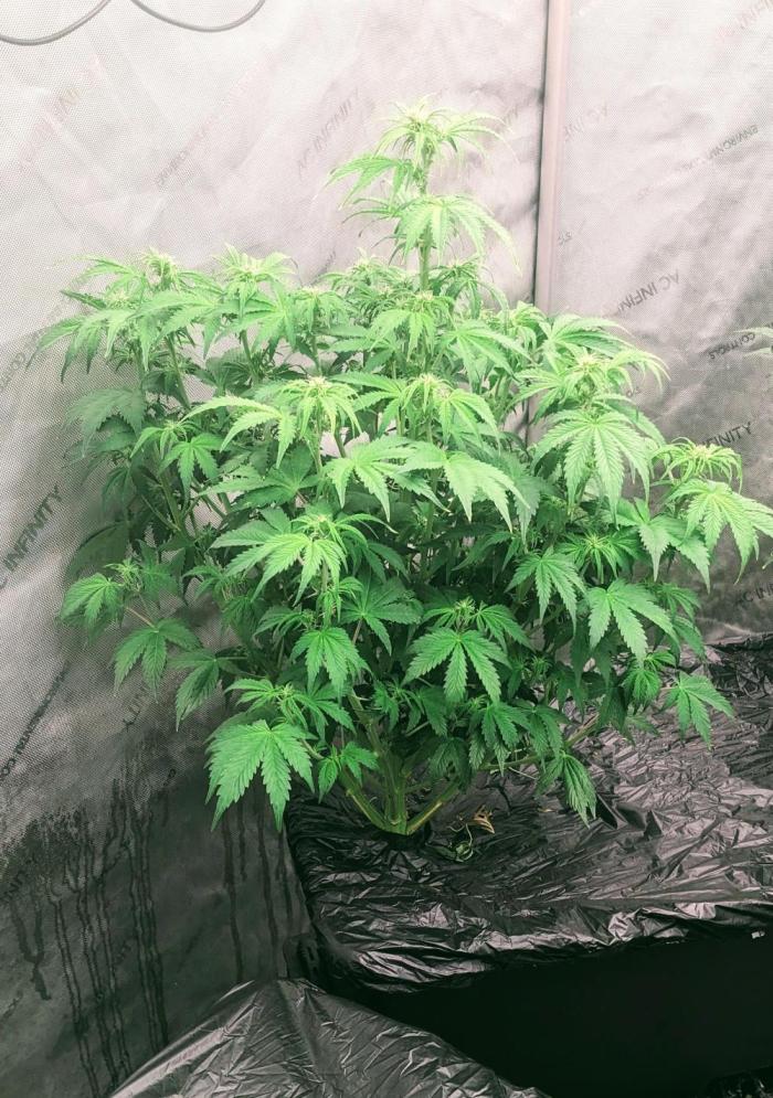 Grape Soda Auto. Week 7 - 38