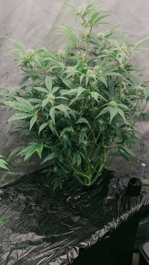 Blueberry Ghost Og Auto. Week 8 - 55