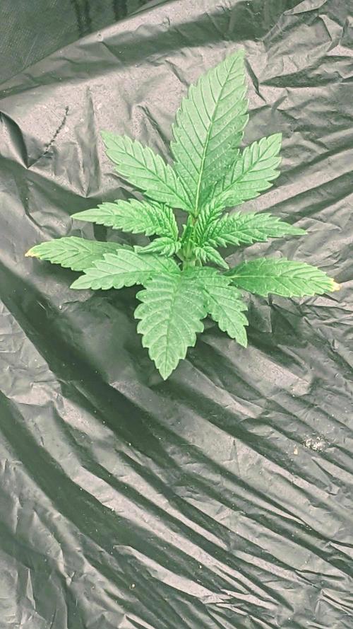 Strawberry Banana Auto. Week 2