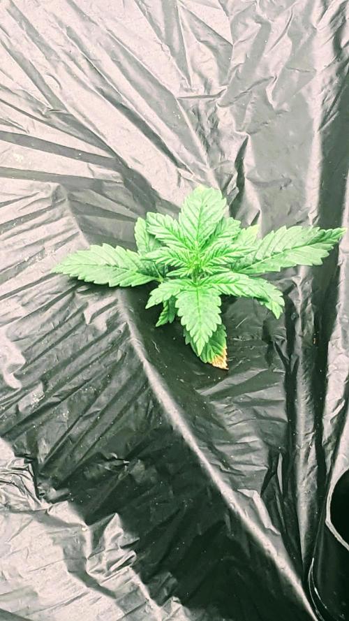 Frostbanger Auto. Week 2 - 12