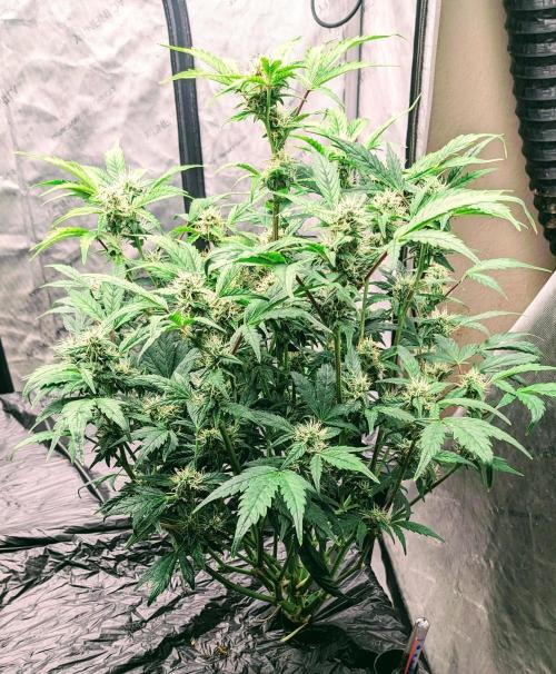 Blueberry Ghost Og Auto. Week 9 - 61