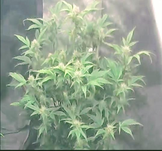 Blueberry Ghost Og Auto. Week 9 - 61