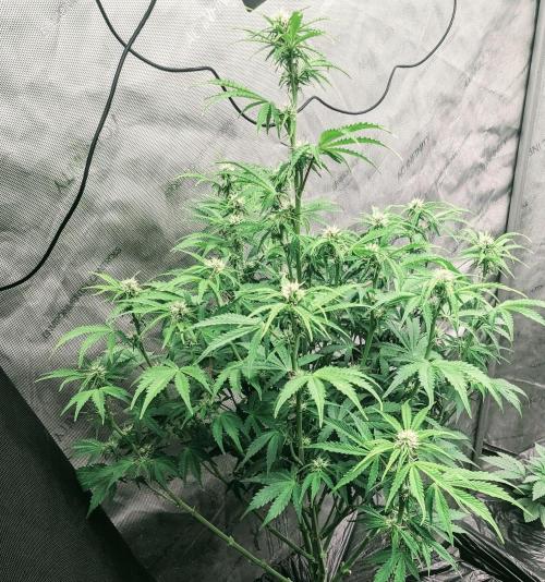 Grape Soda Auto. Week 7 - 44