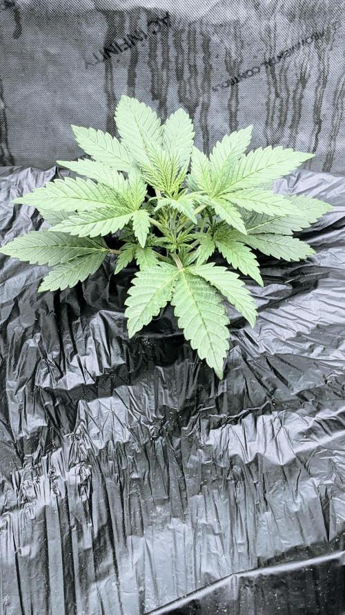 Strawberry Banana Auto. Week 3 - 18