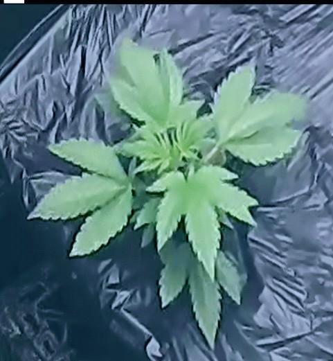 Strawberry Banana Auto. Week 3 - 18