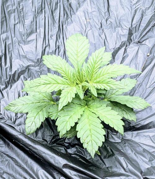 Frostbanger Auto. Week 3 - 18