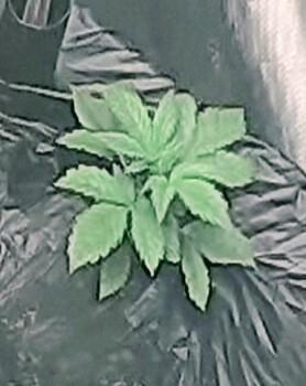 Frostbanger Auto. Week 3 - 18