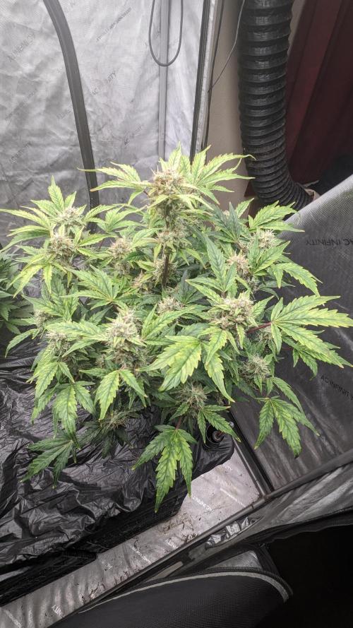 Blueberry Ghost Og Auto. Week 10 - 68