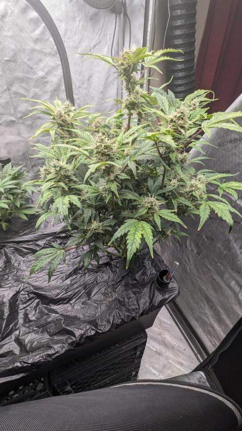 Blueberry Ghost Og Auto. Week 10 - 68