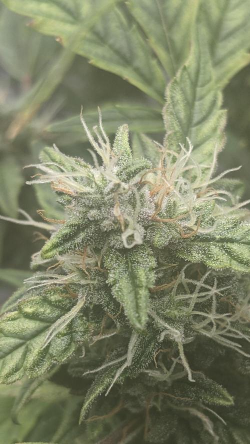 Blueberry Ghost Og Auto. Week 10 - 68