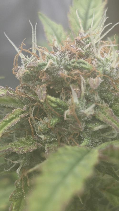 Blueberry Ghost Og Auto. Week 10 - 68