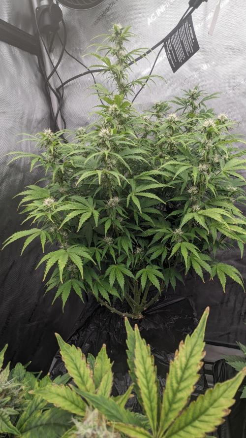 Grape Soda Auto. Week 8 - 51