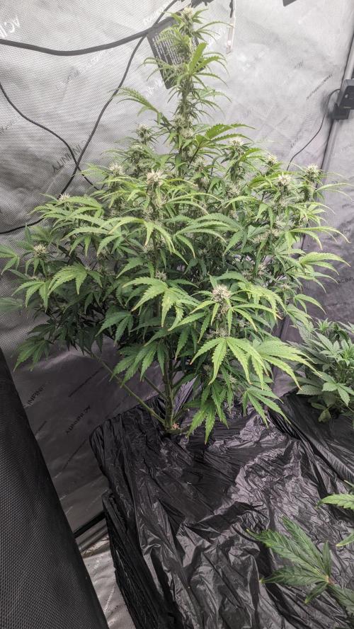 Grape Soda Auto. Week 8 - 51