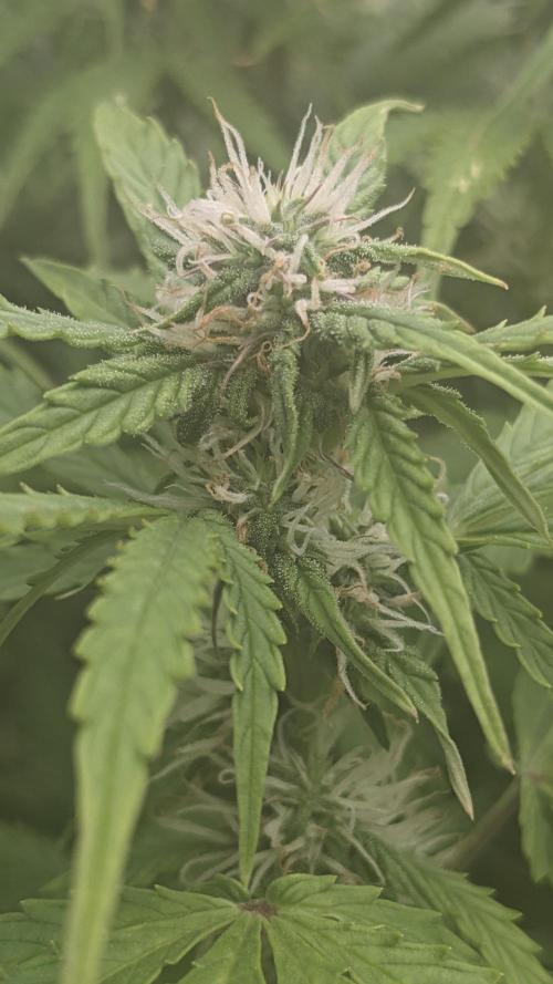 Grape Soda Auto. Week 8 - 51