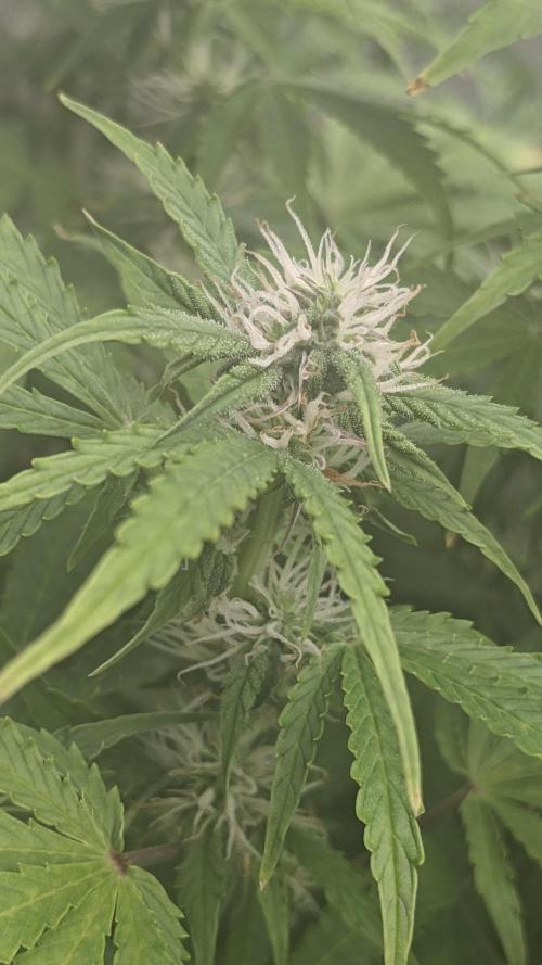 Grape Soda Auto. Week 8 - 51