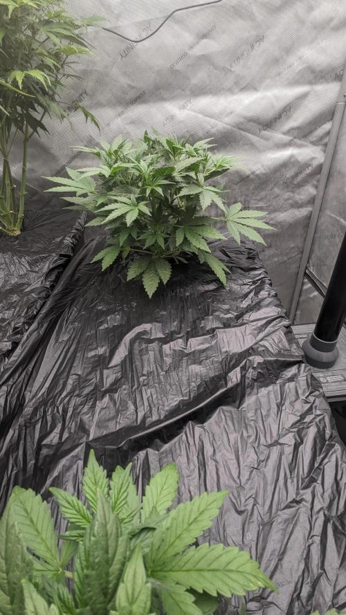 Strawberry Banana Auto. Week 4 - 25