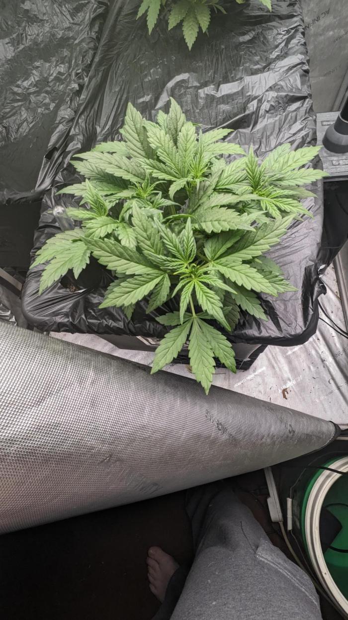 Frostbanger Auto. Week 4 - 25
