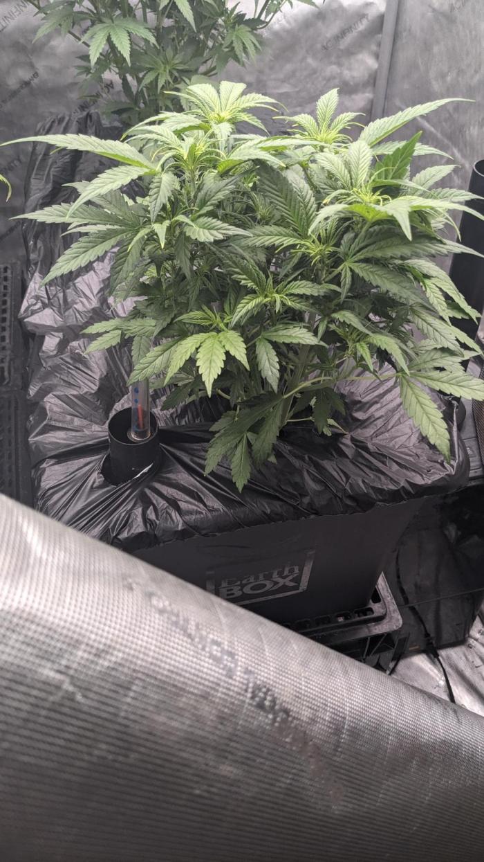 Strawberry Banana Auto. Week 5 - Day 32