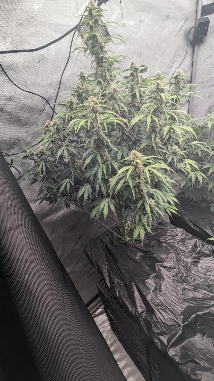 Grape Soda Auto. Week 9 - Day 58