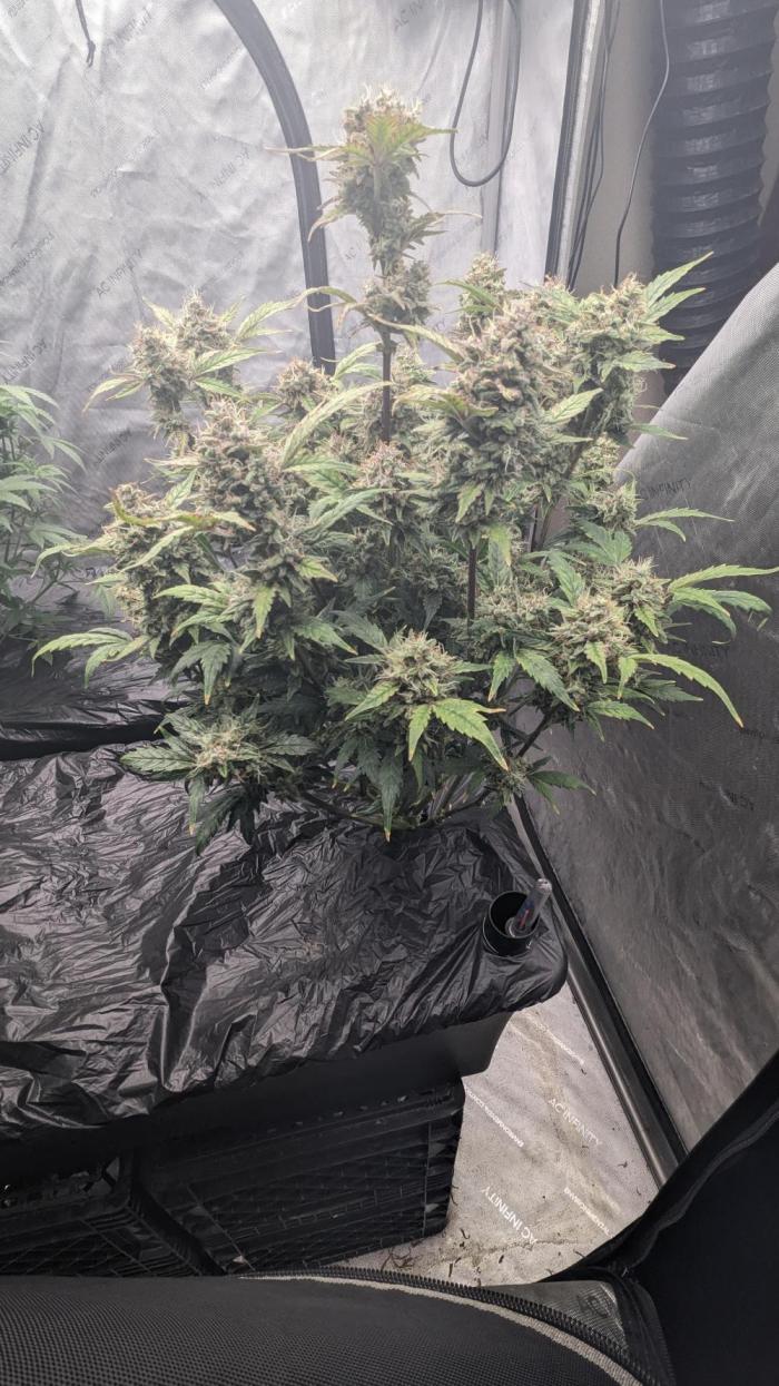 Blueberry Ghost Og Auto. Week 11 - Day 75