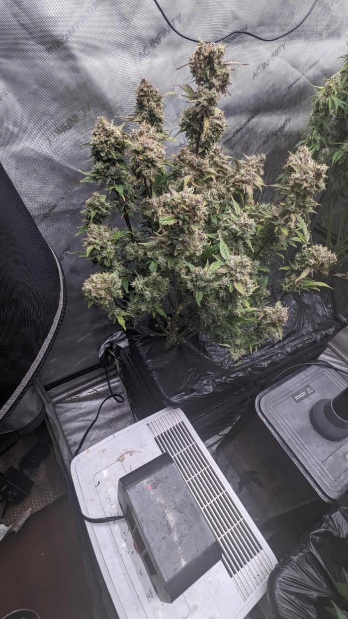 Blueberry Ghost Og Auto. Week 12 - Day 82