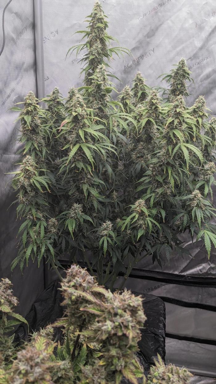 Grape Soda Auto. Week 10 - 65