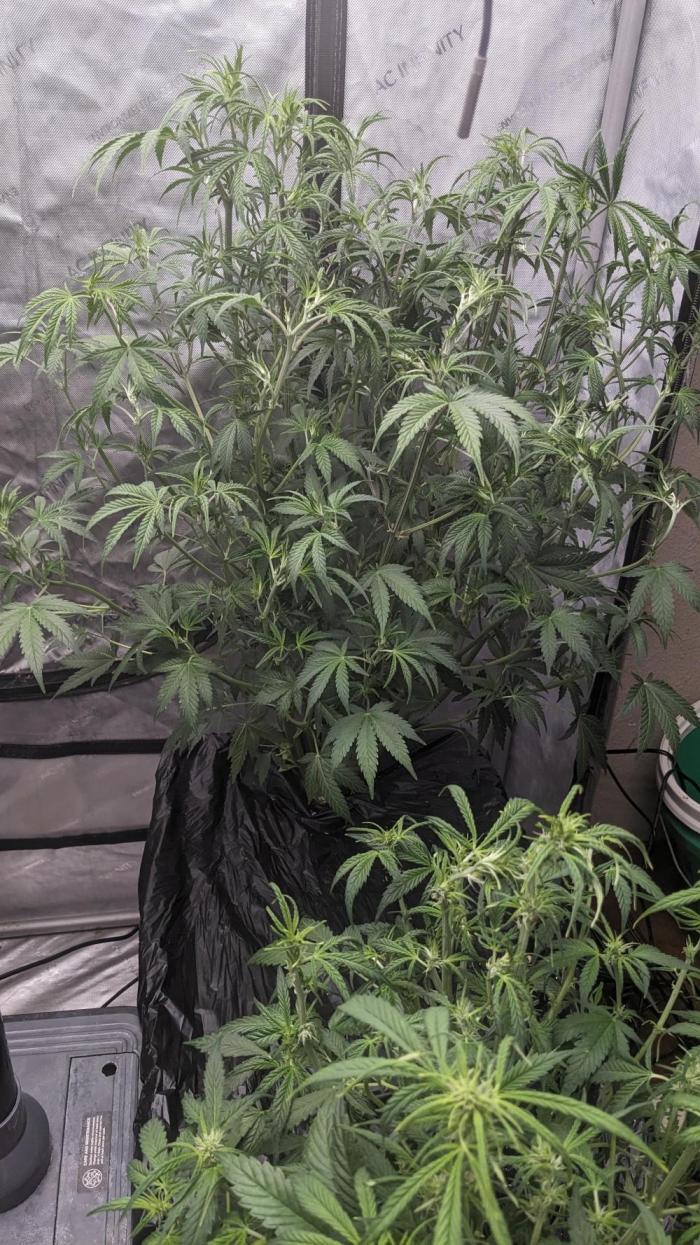 Strawberry Banana Auto. Week 6 - 39